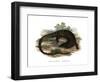 Monitor Lizard-null-Framed Giclee Print