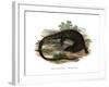 Monitor Lizard-null-Framed Giclee Print