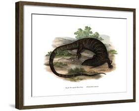 Monitor Lizard-null-Framed Giclee Print