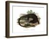 Monitor Lizard-null-Framed Giclee Print