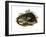 Monitor Lizard-null-Framed Giclee Print