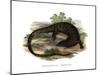 Monitor Lizard-null-Mounted Giclee Print