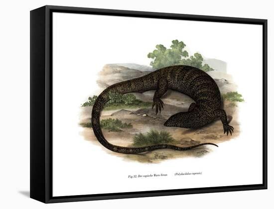 Monitor Lizard-null-Framed Stretched Canvas