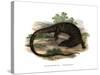 Monitor Lizard-null-Stretched Canvas