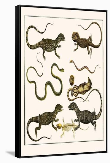 Monitors from Indonesia, Agama from Sri Lanka, Lizards, Anoles and Snakes-Albertus Seba-Framed Stretched Canvas