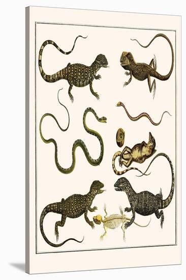 Monitors from Indonesia, Agama from Sri Lanka, Lizards, Anoles and Snakes-Albertus Seba-Stretched Canvas