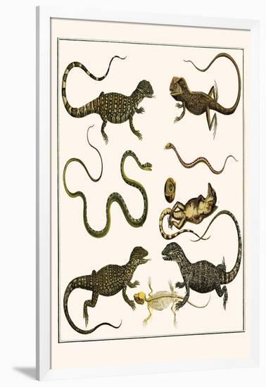 Monitors from Indonesia, Agama from Sri Lanka, Lizards, Anoles and Snakes-Albertus Seba-Framed Art Print