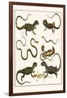 Monitors from Indonesia, Agama from Sri Lanka, Lizards, Anoles and Snakes-Albertus Seba-Framed Art Print