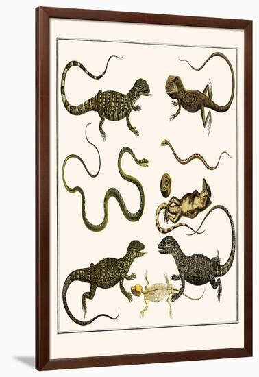 Monitors from Indonesia, Agama from Sri Lanka, Lizards, Anoles and Snakes-Albertus Seba-Framed Art Print