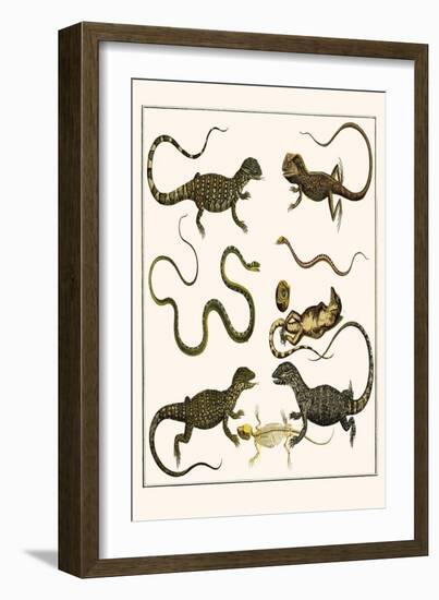 Monitors from Indonesia, Agama from Sri Lanka, Lizards, Anoles and Snakes-Albertus Seba-Framed Art Print