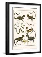 Monitors from Indonesia, Agama from Sri Lanka, Lizards, Anoles and Snakes-Albertus Seba-Framed Art Print