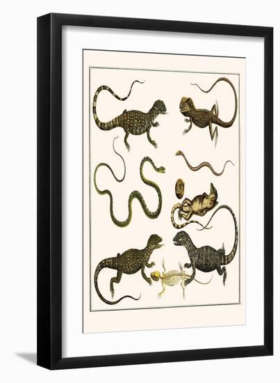Monitors from Indonesia, Agama from Sri Lanka, Lizards, Anoles and Snakes-Albertus Seba-Framed Art Print