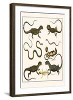 Monitors from Indonesia, Agama from Sri Lanka, Lizards, Anoles and Snakes-Albertus Seba-Framed Art Print