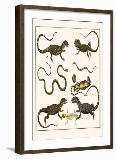 Monitors from Indonesia, Agama from Sri Lanka, Lizards, Anoles and Snakes-Albertus Seba-Framed Art Print