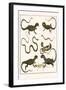 Monitors from Indonesia, Agama from Sri Lanka, Lizards, Anoles and Snakes-Albertus Seba-Framed Art Print