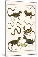 Monitors from Indonesia, Agama from Sri Lanka, Lizards, Anoles and Snakes-Albertus Seba-Mounted Art Print