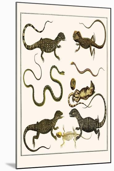 Monitors from Indonesia, Agama from Sri Lanka, Lizards, Anoles and Snakes-Albertus Seba-Mounted Art Print