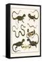 Monitors from Indonesia, Agama from Sri Lanka, Lizards, Anoles and Snakes-Albertus Seba-Framed Stretched Canvas