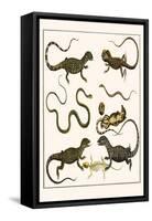 Monitors from Indonesia, Agama from Sri Lanka, Lizards, Anoles and Snakes-Albertus Seba-Framed Stretched Canvas