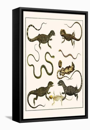 Monitors from Indonesia, Agama from Sri Lanka, Lizards, Anoles and Snakes-Albertus Seba-Framed Stretched Canvas