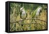 Monk Parakeet-null-Framed Stretched Canvas