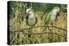 Monk Parakeet-null-Stretched Canvas