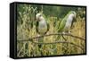 Monk Parakeet-null-Framed Stretched Canvas