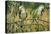 Monk Parakeet-null-Stretched Canvas