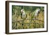 Monk Parakeet-null-Framed Photographic Print