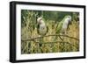 Monk Parakeet-null-Framed Photographic Print