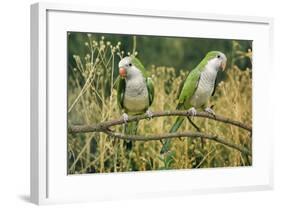 Monk Parakeet-null-Framed Photographic Print