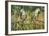 Monk Parakeet-null-Framed Photographic Print