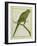 Monk Parakeet-Georges-Louis Buffon-Framed Giclee Print