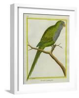 Monk Parakeet-Georges-Louis Buffon-Framed Giclee Print