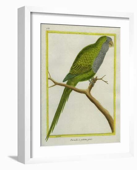 Monk Parakeet-Georges-Louis Buffon-Framed Giclee Print