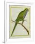 Monk Parakeet-Georges-Louis Buffon-Framed Giclee Print