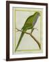 Monk Parakeet-Georges-Louis Buffon-Framed Giclee Print