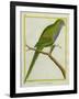 Monk Parakeet-Georges-Louis Buffon-Framed Giclee Print