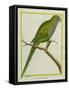 Monk Parakeet-Georges-Louis Buffon-Framed Stretched Canvas