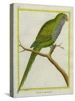 Monk Parakeet-Georges-Louis Buffon-Stretched Canvas
