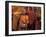 Monk with Alms Wok at That Luang Festival, Laos-Keren Su-Framed Premium Photographic Print