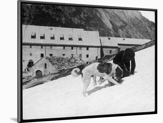 Monk with St. Bernard's-null-Mounted Photographic Print