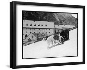 Monk with St. Bernard's-null-Framed Photographic Print