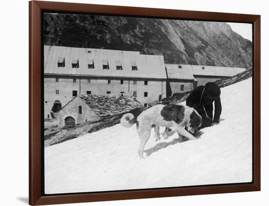 Monk with St. Bernard's-null-Framed Photographic Print