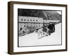 Monk with St. Bernard's-null-Framed Premium Photographic Print