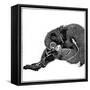 Monkey, 1766-null-Framed Stretched Canvas