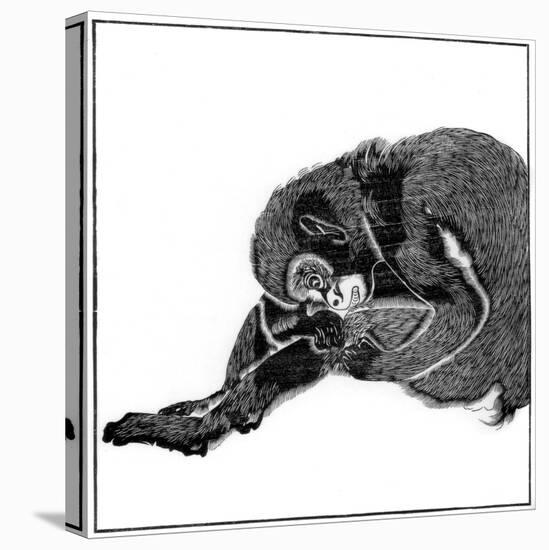 Monkey, 1766-null-Stretched Canvas