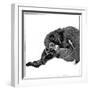 Monkey, 1766-null-Framed Giclee Print