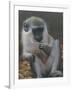 Monkey 2-Michael Jackson-Framed Giclee Print