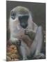 Monkey 2-Michael Jackson-Mounted Giclee Print